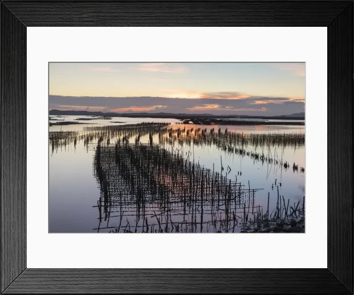 Framed Print : Oyster beds at sunset, Halong Bay, Quang Ninh Province, North-East Vietnam, South-East Framed Print : Oyster beds at sunset, Halong Bay, Quang Ninh Province, North-East Vietnam, South-East
