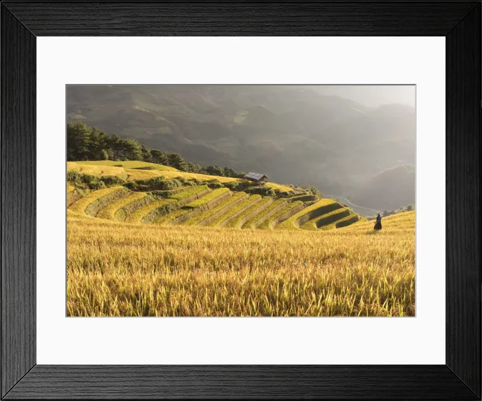 Framed Print : A farmer walks towards a stilt hut surrounded by rice terraces at harvest time, Mu
