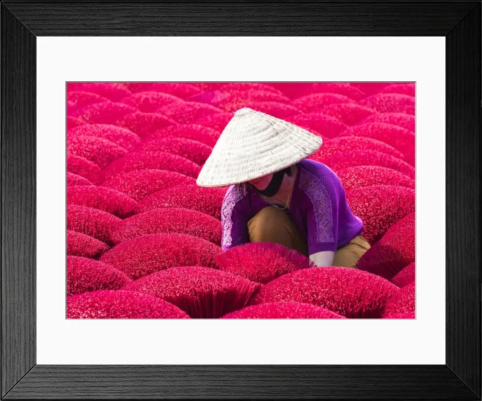 Framed Print : A woman sorting out the incense sticks drying in the sun, Hung Yen province, Vietnam Framed Print : A woman sorting out the incense sticks drying in the sun, Hung Yen province, Vietnam