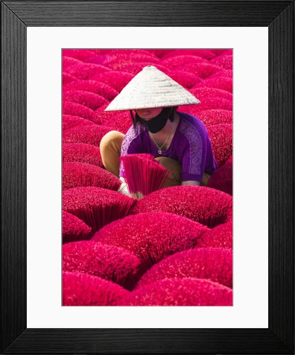 Framed Print : A woman sorting out the incense sticks drying in the sun, Hung Yen province, Vietnam Framed Print : A woman sorting out the incense sticks drying in the sun, Hung Yen province, Vietnam