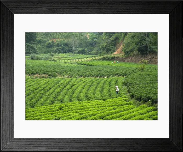 Framed Print : Asia, Asian, Southeast Asia, Vietnam, Northern, tea plantation Framed Print : Asia, Asian, Southeast Asia, Vietnam, Northern, tea plantation