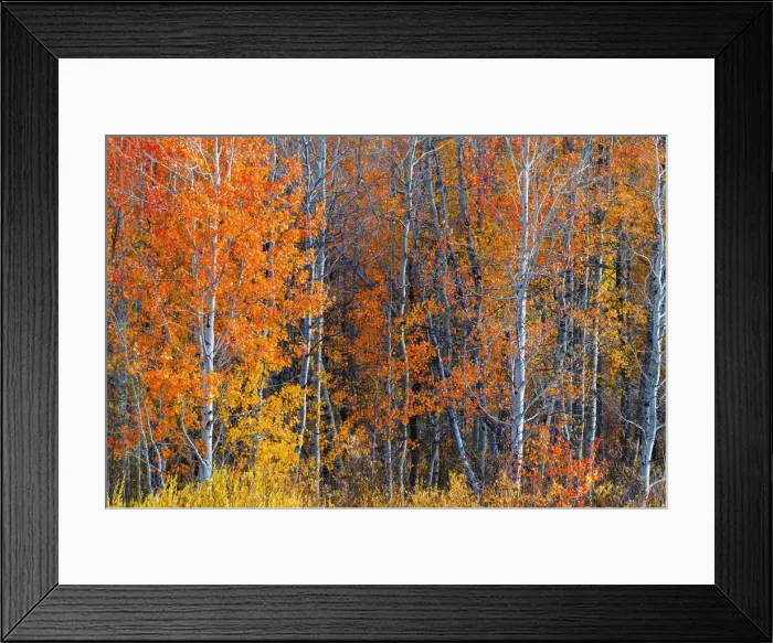 Framed Print : Fall colurs at Oxbow bend, Grand Teton National Park, Wyoming, USA