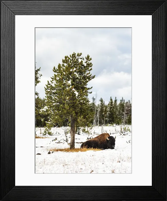 Framed Print : Bison in the snow, Midway Geyser Basin, Yellowstone National Park, Wyoming, USA Framed Print : Bison in the snow, Midway Geyser Basin, Yellowstone National Park, Wyoming, USA