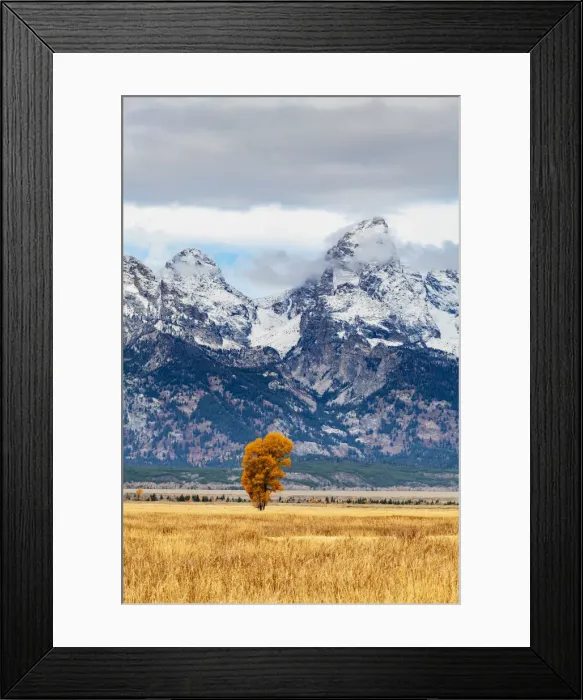 Framed Print : Lone tree at Mormon Row, Grand Teton National Park, Wyoming, USA Framed Print : Lone tree at Mormon Row, Grand Teton National Park, Wyoming, USA