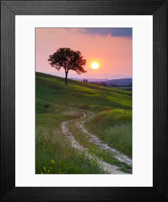 Framed Print : Track Leading to Tree at Sunset, Tuscany, Italy Framed Print : Track Leading to Tree at Sunset, Tuscany, Italy