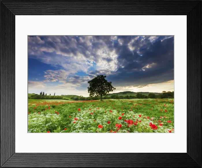Framed Print : Single Tree in Wildflower Meadow, Tuscany, Italy Framed Print : Single Tree in Wildflower Meadow, Tuscany, Italy