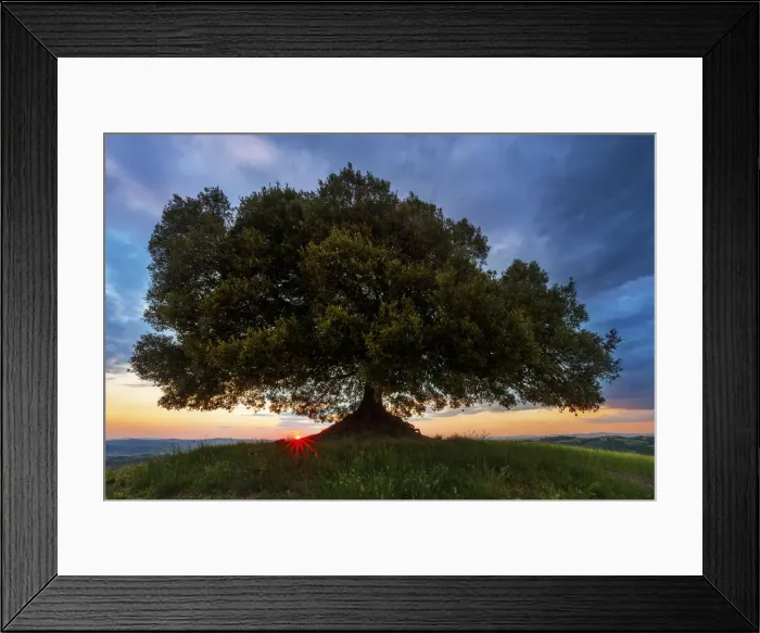 Framed Print : Oak Tree at Sunset, Tuscany, Italy Framed Print : Oak Tree at Sunset, Tuscany, Italy