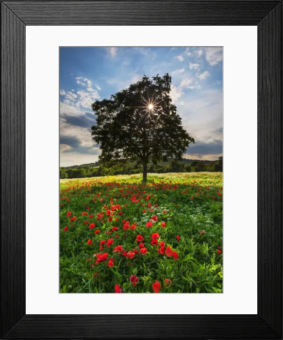 Framed Print : Sunburst Through Single Tree in Wildflower Meadow, Tuscany, Italy Framed Print : Sunburst Through Single Tree in Wildflower Meadow, Tuscany, Italy