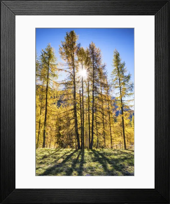 Framed Print : Larch Trees in Autumn, Dolomites, South Tyrol, Italy Framed Print : Larch Trees in Autumn, Dolomites, South Tyrol, Italy