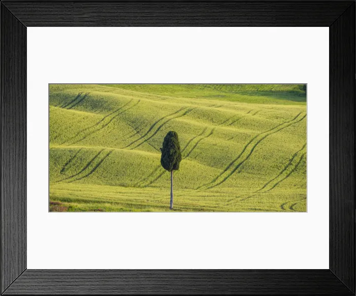 Framed Print : Lone Cypress Tree, Tuscany, Italy Framed Print : Lone Cypress Tree, Tuscany, Italy