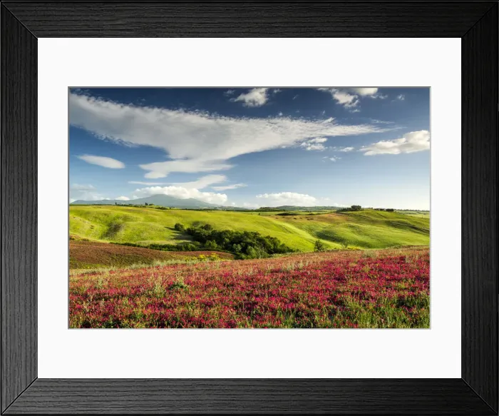 Framed Print : Cloudscape over Field of Clover, Tuscany, Italy Framed Print : Cloudscape over Field of Clover, Tuscany, Italy