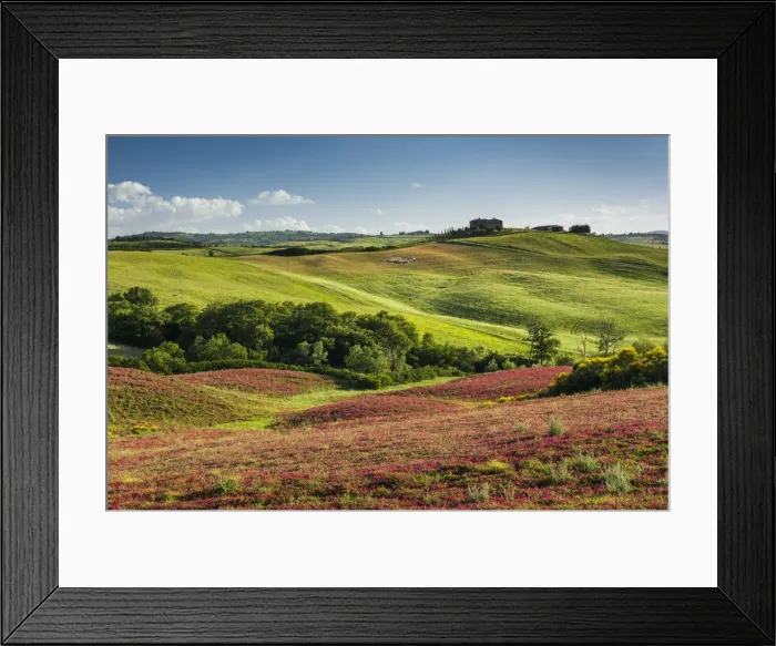 Framed Print : Countryside of Clover, Tuscany, Italy Framed Print : Countryside of Clover, Tuscany, Italy