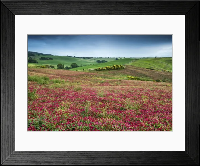 Framed Print : Fields of Clover, Tuscany, Italy Framed Print : Fields of Clover, Tuscany, Italy