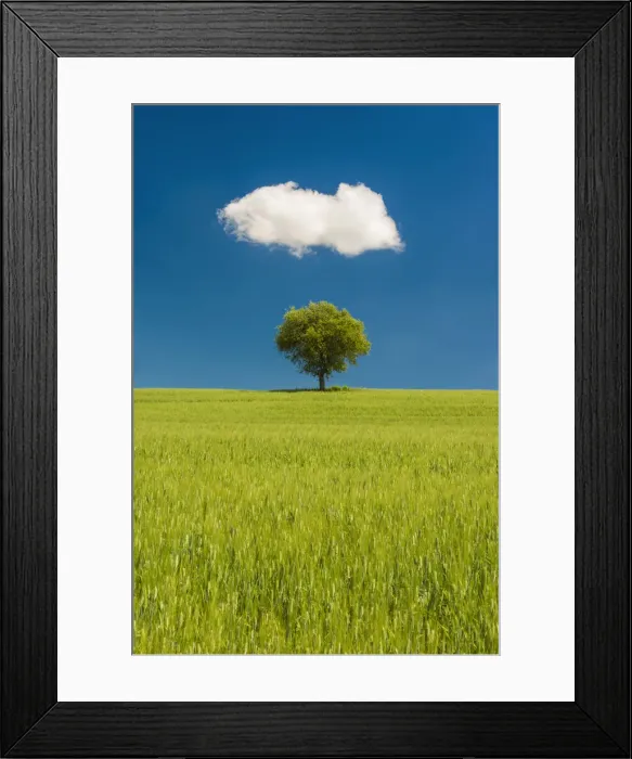Framed Print : Lone Olive Tree and Cloud, Tuscany, Italy
