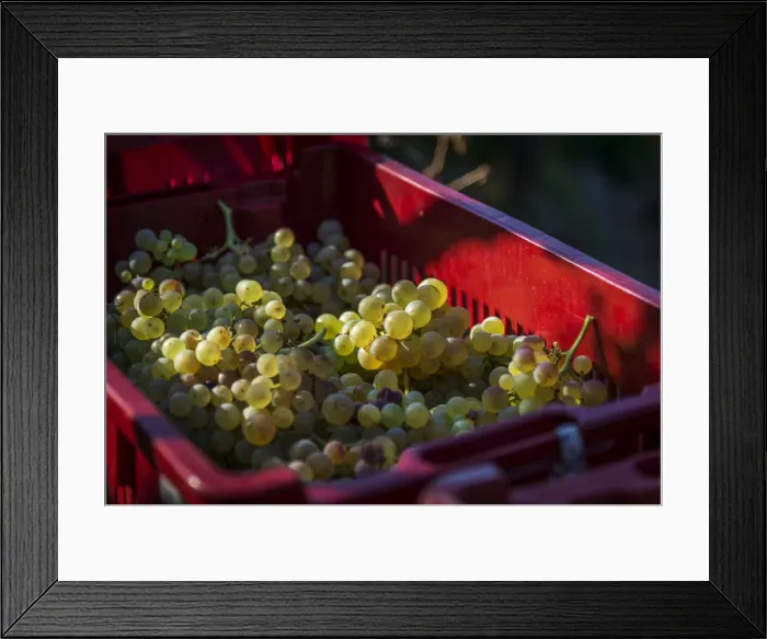 Framed Print : Italy, Liguria, Cinque Terre. Harvested grapes in the vineyards Framed Print : Italy, Liguria, Cinque Terre. Harvested grapes in the vineyards