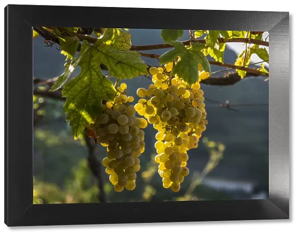 Italy, Liguria, Cinque Terre. Ripe grapes in the vineyards
