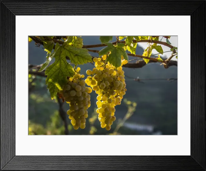 Framed Print : Italy, Liguria, Cinque Terre. Ripe grapes in the vineyards Framed Print : Italy, Liguria, Cinque Terre. Ripe grapes in the vineyards