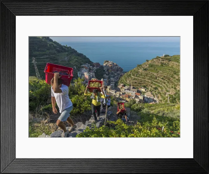 Framed Print : Italy, Liguria, Cinque Terre. Grape harvest in Manarola