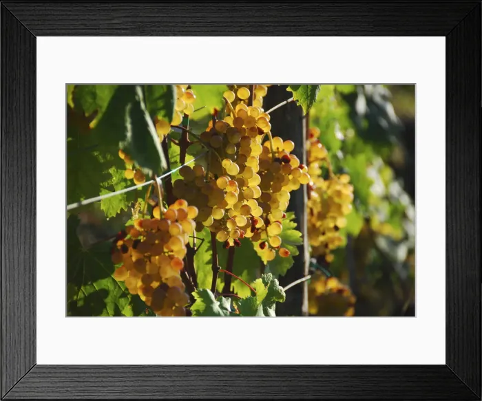 Framed Print : Italy, cinque Terre, Manarola. Grape in the vineyard of Forlini Capellini Framed Print : Italy, cinque Terre, Manarola. Grape in the vineyard of Forlini Capellini