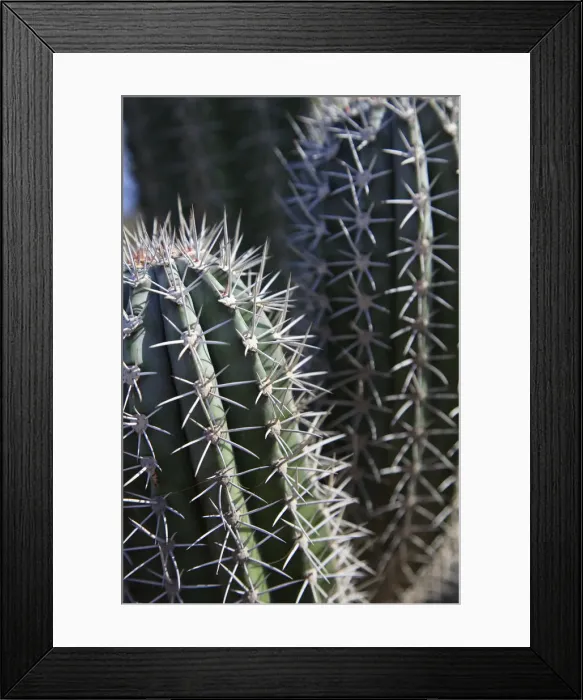 Framed Print : Caribbean, Netherland Antilles, Aruba, Cactus detail Framed Print : Caribbean, Netherland Antilles, Aruba, Cactus detail