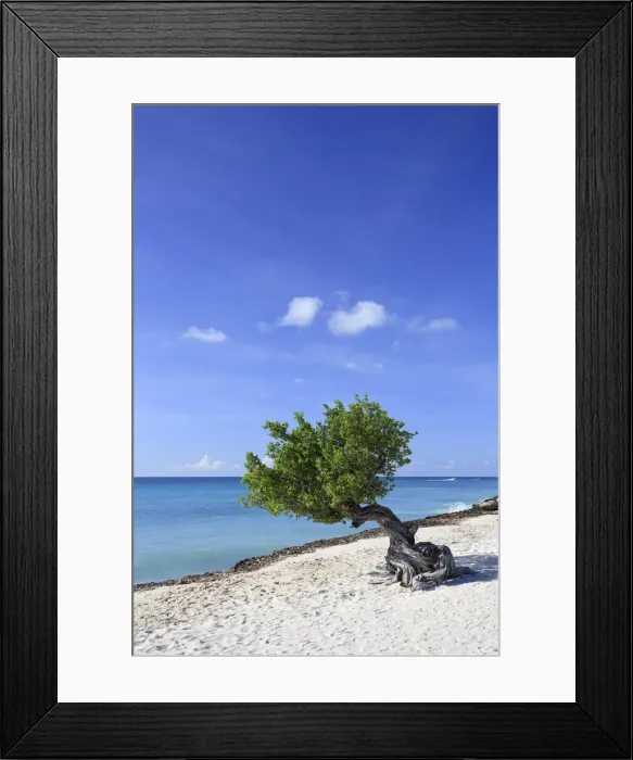 Framed Print : Caribbean, Netherland Antilles, Aruba, Divi Divi Tree on Eagle Beach Framed Print : Caribbean, Netherland Antilles, Aruba, Divi Divi Tree on Eagle Beach