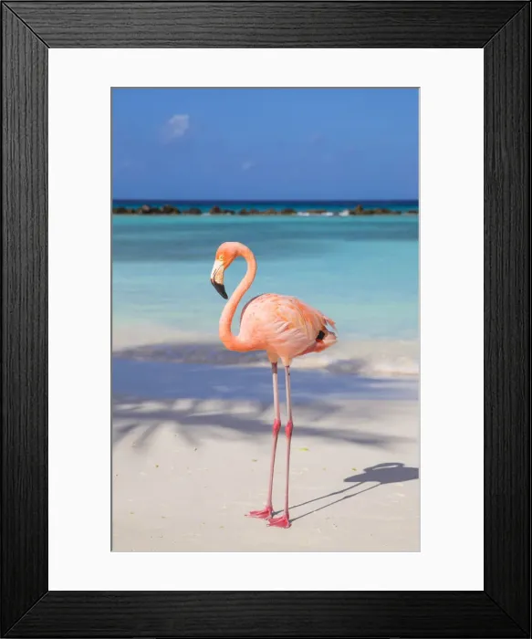 Framed Print : Caribbean, Netherland Antilles, Aruba, Renaissance Island, Flamingo beach Framed Print : Caribbean, Netherland Antilles, Aruba, Renaissance Island, Flamingo beach