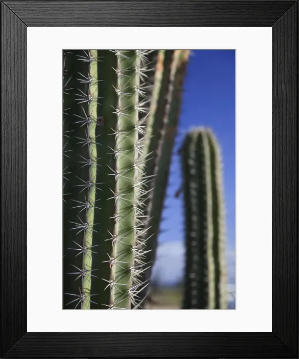 Framed Print : Caribbean, Netherland Antilles, Aruba, Cactus detail Framed Print : Caribbean, Netherland Antilles, Aruba, Cactus detail