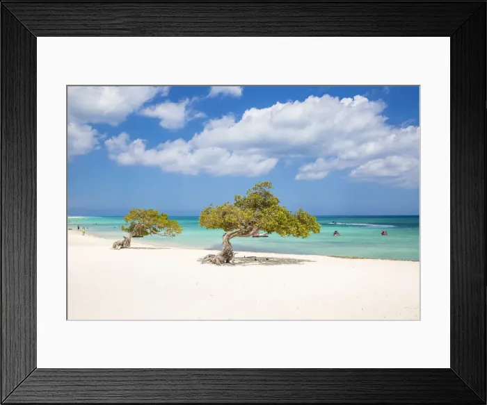 Framed Print : Caribbean, Netherland Antilles, Aruba, Divi Divi Trees on Eagle Beach Framed Print : Caribbean, Netherland Antilles, Aruba, Divi Divi Trees on Eagle Beach