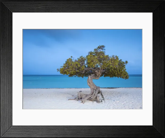 Framed Print : Caribbean, Netherland Antilles, Aruba, Divi Divi Tree on Eagle Beach Framed Print : Caribbean, Netherland Antilles, Aruba, Divi Divi Tree on Eagle Beach