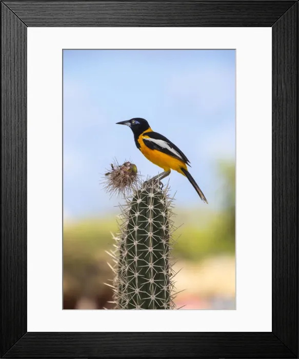 Framed Print : Caribbean, Netherland Antilles, Aruba, Troupial bird - a large Oriole on top of cactus Framed Print : Caribbean, Netherland Antilles, Aruba, Troupial bird - a large Oriole on top of cactus