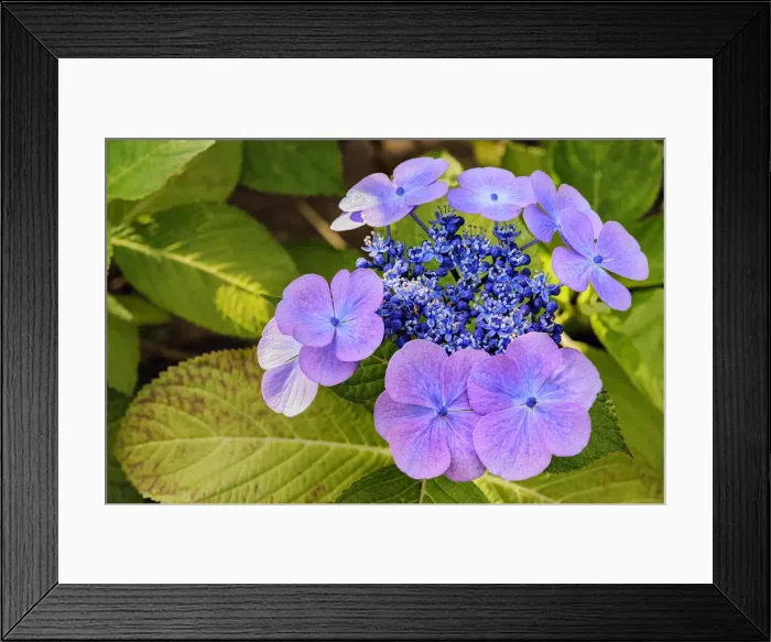 Framed Print : Europe, United Kingdom, Wales, Bodnant Garden