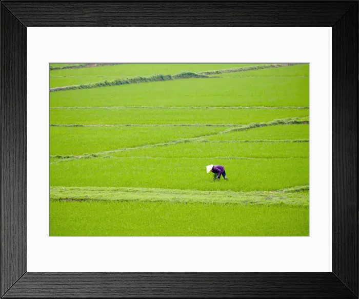 Framed Print : Vietnamese woman working in rice fields, Son Trach, Bo Trach District, Quang Binh Framed Print : Vietnamese woman working in rice fields, Son Trach, Bo Trach District, Quang Binh