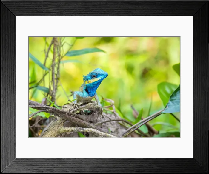 Framed Print : Blue lizard (Calotes bachae) in native habitat, Duy Xuyen District Framed Print : Blue lizard (Calotes bachae) in native habitat, Duy Xuyen District