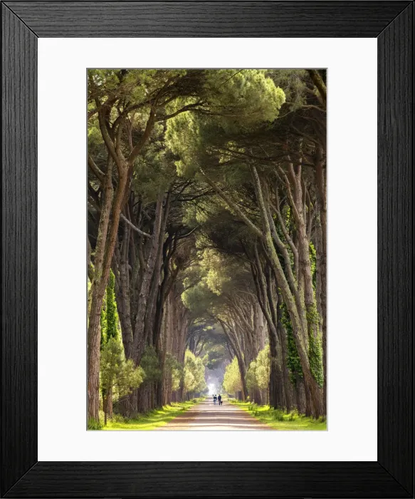 Framed Print : Couple Walking Along Avenue of Pine Trees, Natural Park of Migliarino San Rossore Framed Print : Couple Walking Along Avenue of Pine Trees, Natural Park of Migliarino San Rossore