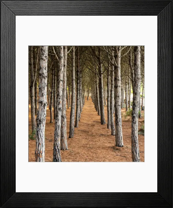 Framed Print : Pine Trees, Sardinia, Italy