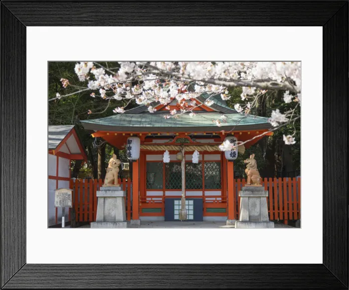 Framed Print : Cherry blossom at Ikuta Jinja shrine, Kobe, Kansai, Japan Framed Print : Cherry blossom at Ikuta Jinja shrine, Kobe, Kansai, Japan