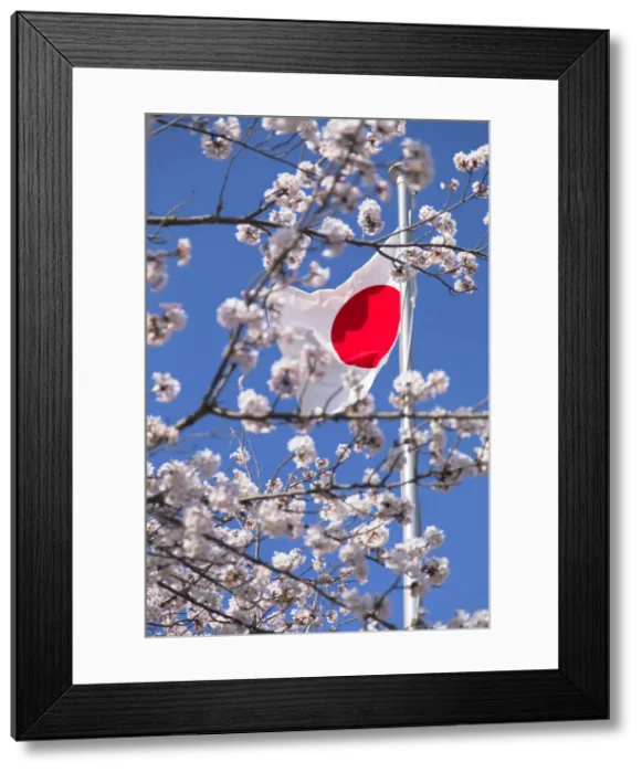 Framed Print : Cherry blossom and Japanese flag, Kobe, Kansai, Japan Framed Print : Cherry blossom and Japanese flag, Kobe, Kansai, Japan