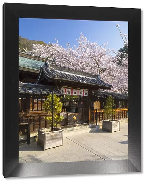 Cherry blossom at Kitano Tenman shrine, Kobe, Kansai, Japan