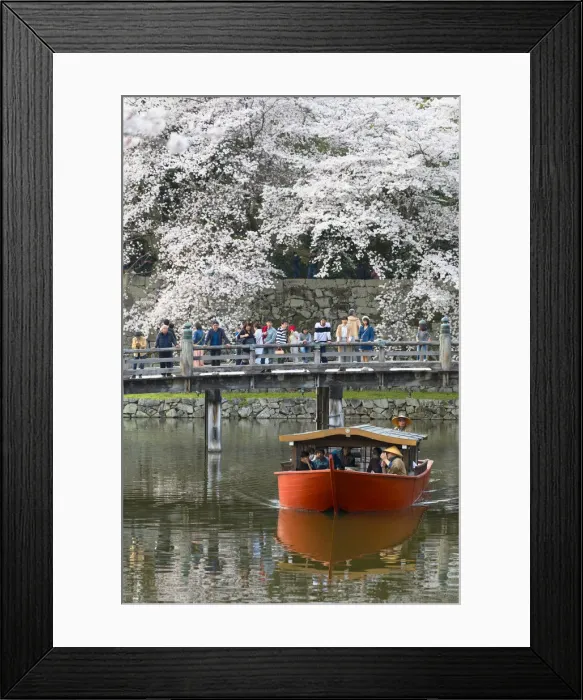 Framed Print : Cherry blossom at Hikone Castle, Hikone, Kansai, Japan