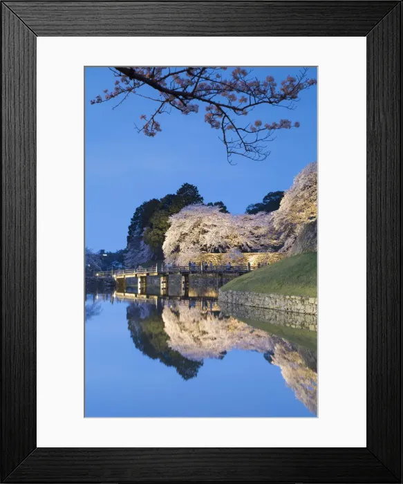 Framed Print : Cherry blossom and bridge at Hikone Castle at dusk, Hikone, Kansai, Japan Framed Print : Cherry blossom and bridge at Hikone Castle at dusk, Hikone, Kansai, Japan