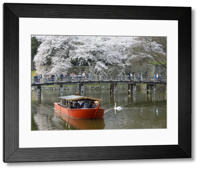 Framed Print : Cherry blossom at Hikone Castle, Hikone, Kansai, Japan Framed Print : Cherry blossom at Hikone Castle, Hikone, Kansai, Japan