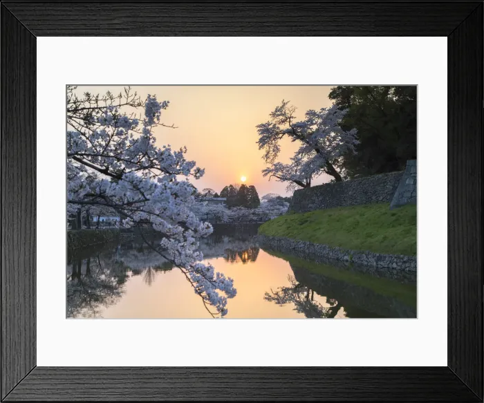 Framed Print : Cherry blossom and moat at Hikone Castle at sunset, Hikone, Kansai, Japan Framed Print : Cherry blossom and moat at Hikone Castle at sunset, Hikone, Kansai, Japan