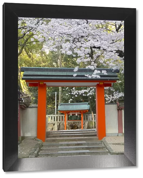 Cherry blossom at Ichinomiya shrine, Kobe, Kansai, Japan