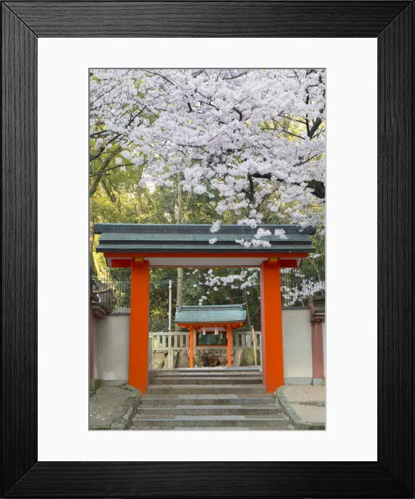 Framed Print : Cherry blossom at Ichinomiya shrine, Kobe, Kansai, Japan