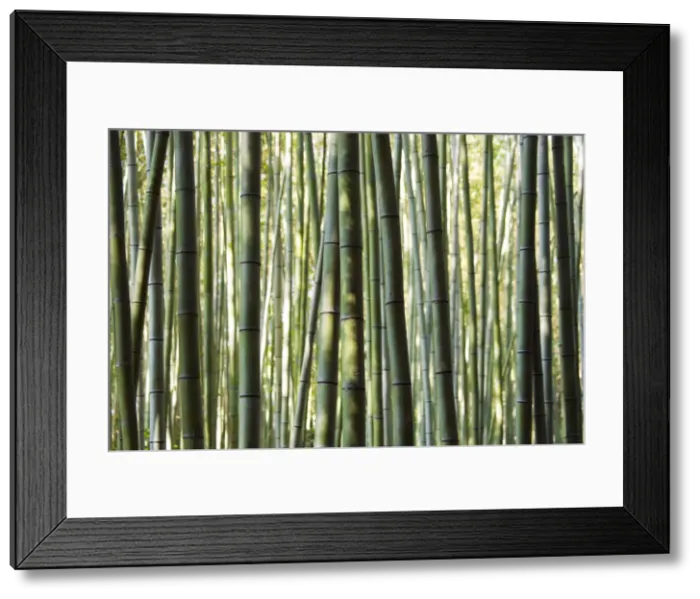Framed Print : Japan, Chubu Region, Kyoto, Arashiyama. Close up of a bamboo forest Framed Print : Japan, Chubu Region, Kyoto, Arashiyama. Close up of a bamboo forest