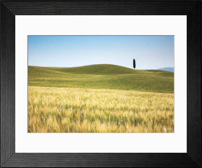 Framed Print : Lone Cypress Tree in Field of Barley, Pienza, Tuscany, Italy Framed Print : Lone Cypress Tree in Field of Barley, Pienza, Tuscany, Italy