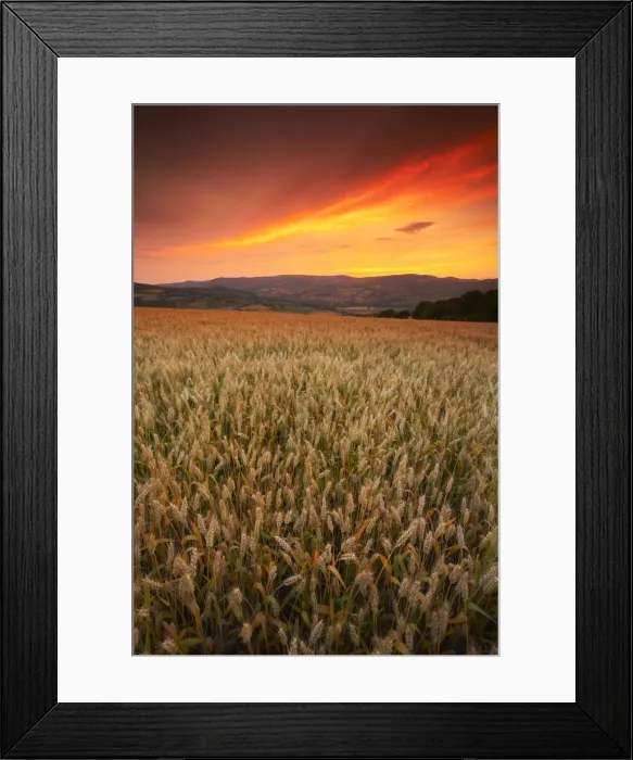 Framed Print : Sunset over Field of Wheat, near Todi, Umbria, Italy Framed Print : Sunset over Field of Wheat, near Todi, Umbria, Italy