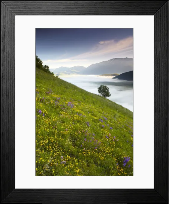 Framed Print : Wildflowers & Mist in Piano Grande, Silbillini National Park, Valneria, Umbria, Italy Framed Print : Wildflowers & Mist in Piano Grande, Silbillini National Park, Valneria, Umbria, Italy