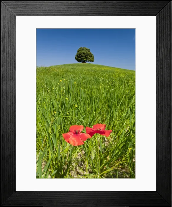 Framed Print : Lone Tree & Two Poppies, Tuscany, Italy Framed Print : Lone Tree & Two Poppies, Tuscany, Italy
