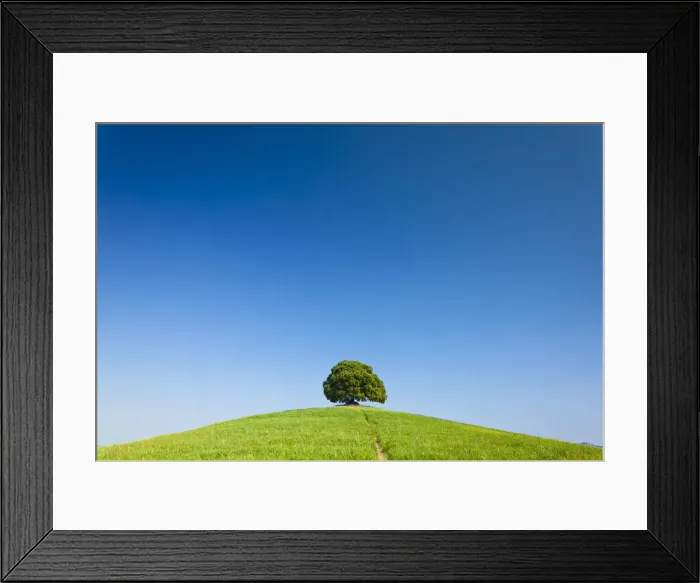 Framed Print : Path Leading to Lone Tree, Tuscany, Italy Framed Print : Path Leading to Lone Tree, Tuscany, Italy
